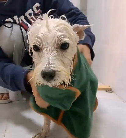 Pet Bathrobe – Fast-Drying Towel
