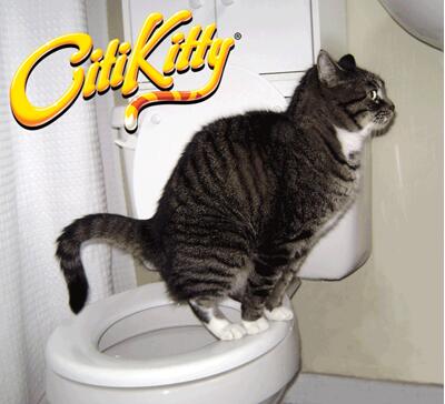 Cat Toilet Trainer – Litter-Free Training Kit
