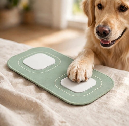 Golden retriever pressing paw on green and white communication button indoors